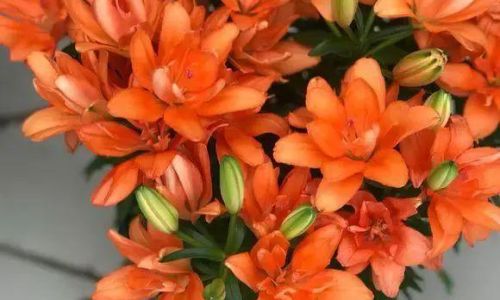 The Ultimate Guide to Cooking and Enjoying Lily Flowers:Delicious Recipes and Health Benefits
