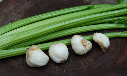 Unraveling the Bitter Truth:Why Do Lilies Taste Bitter?