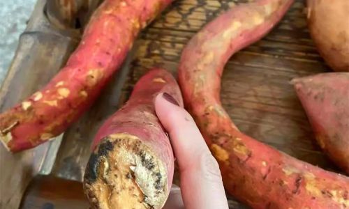 Can Sweet Potatoes Be Consumed Raw?Unveiling the Truth Behind This Nutritional Powerhouse