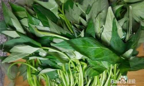 Mastering the Art of Cooking Sweet Potato Leaves:Delicious Recipes and Culinary Techniques