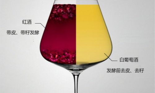 The Nuanced Divide:Unraveling the Differences Between White and Red Wine