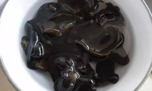 The Ultimate Guide to Rehydrating White Fungus:Techniques,Tips,and Troubleshooting