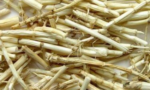 Exploring the Culinary Versatility of Imperata Cylindrica:Traditional and Innovative Edible Methods