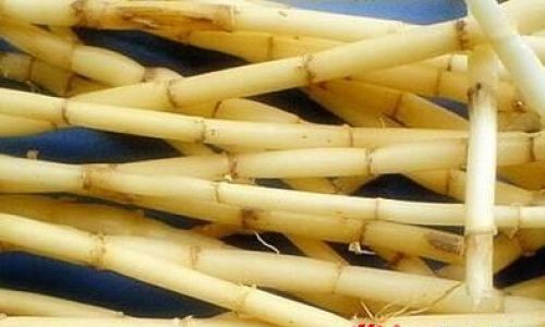 Exploring the Culinary Versatility of Imperata Cylindrica:Traditional and Innovative Edible Methods
