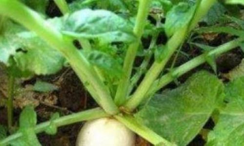 Creative and Nutritious Ways to Enjoy Daikon Leaves:From Kitchen Basics to Gourmet Recipes