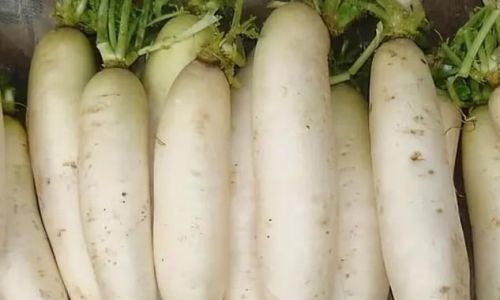 Mastering the Art of Cooking Daikon Radish:Techniques and Recipes for Culinary Excellence