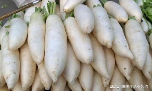 Proven Techniques for Extending the Shelf Life of Daikon Radishes:A Comprehensive Guide