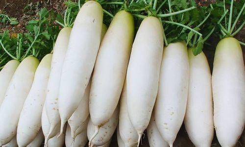 The Ultimate Guide to Storing White Radishes:Refrigeration,Longevity,and Freshness Secrets