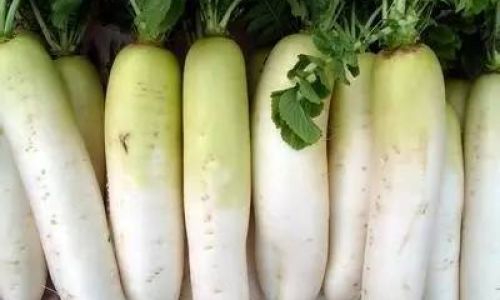 The Ultimate Guide to Storing White Radishes:Refrigeration,Longevity,and Freshness Secrets