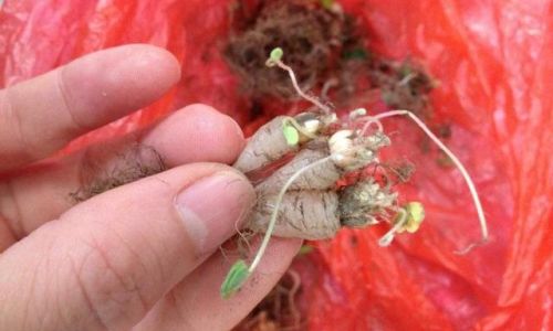 The Fascinating Life Habits of White Radish:From Germination to Ecological Impact
