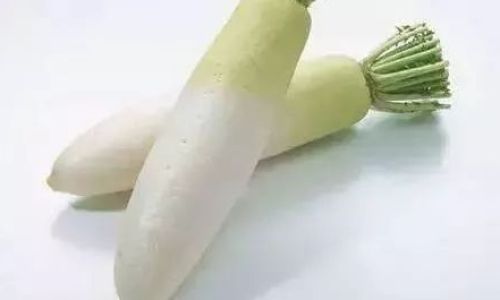 The Fascinating Life Habits of White Radish:From Germination to Ecological Impact
