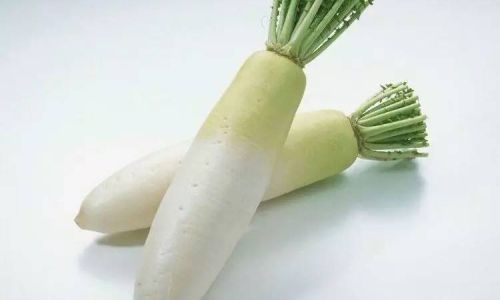 The Fascinating Life Habits of White Radish:From Germination to Ecological Impact
