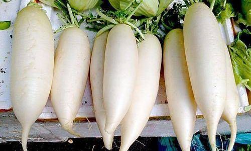 Delightful Daikon:Elevating the Humble White Radish with 10 Mouthwatering Recipes