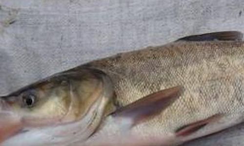 The Delicate Delight of Silver Carp:A Culinary Journey Through Flavor and Culture