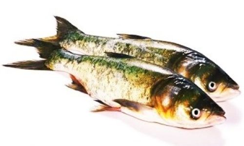The Delicate Delight of Silver Carp:A Culinary Journey Through Flavor and Culture