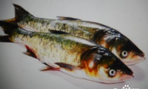 Exploring the Culinary Versatility of Silver Carp:Traditional and Innovative Preparation Methods