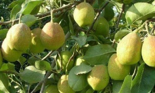 Exploring the Baili Pear:A Jade-Like Delicacy from China’s Heartland
