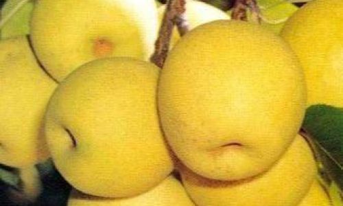 Exploring the Baili Pear:A Jade-Like Delicacy from China’s Heartland