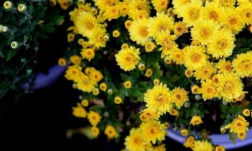 The Art of Drying White Chrysanthemums:A Comprehensive Guide to Preserving Nature’s Elegance