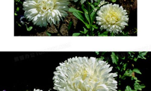 The Art of Drying White Chrysanthemums:A Comprehensive Guide to Preserving Nature’s Elegance
