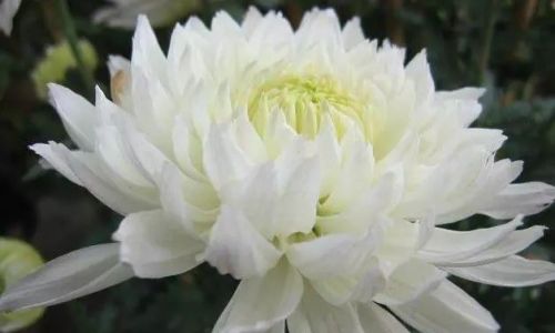 The Art of Drying White Chrysanthemums:A Comprehensive Guide to Preserving Nature’s Elegance