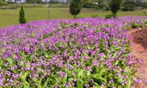 The Ultimate Guide to Drying Bletilla Striata:Techniques,Tips,and Best Practices