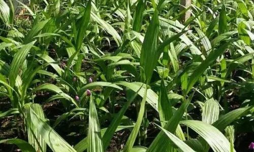 The Ultimate Guide to Drying Bletilla Striata:Techniques,Tips,and Best Practices