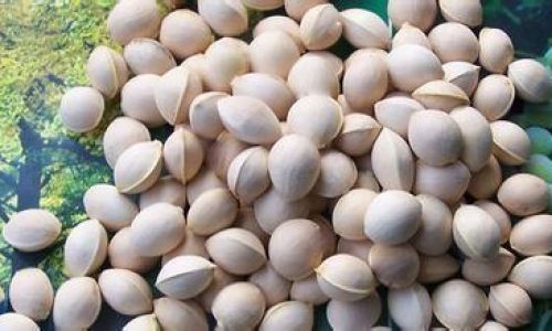 The Ultimate Guide to Preserving Ginkgo Nuts:Methods,Tips,and Longevity Secrets