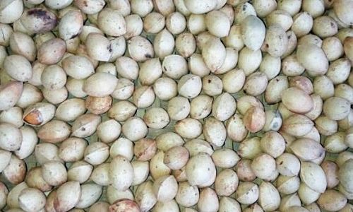 The Ultimate Guide to Peeling Ginkgo Nuts:Techniques,Tips,and Safety Precautions