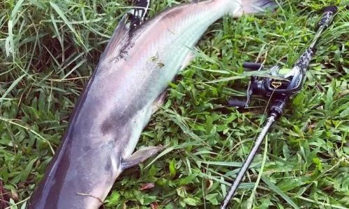Mastering the Art of Grilling White-Bone Fish:Techniques,Flavors,and Tips for Perfect Results