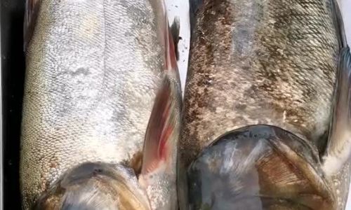 Mastering the Art of Cooking White Croaker:Delicious Recipes and Expert Tips