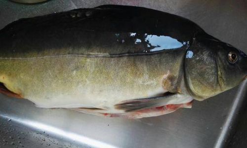 Mastering the Art of Cooking White Croaker:Delicious Recipes and Expert Tips