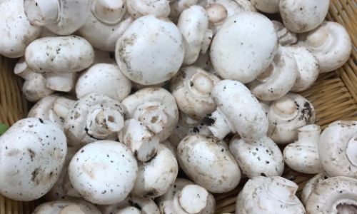 Deciphering the Delicate Distinctions:A Comprehensive Guide to White Mushrooms vs.Button Mushrooms
