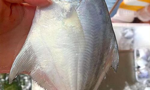 Mastering the Art of Steaming Pomfret:Perfect Timing for Flavorful Results