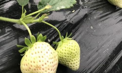 How to Determine the Freshness of White Strawberries:A Comprehensive Guide