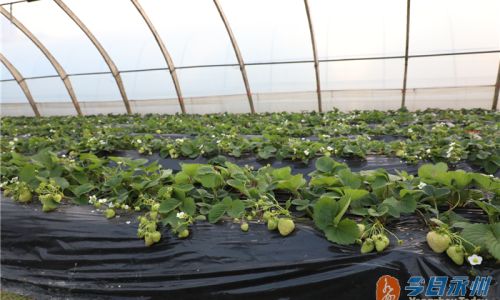 How to Determine the Freshness of White Strawberries:A Comprehensive Guide