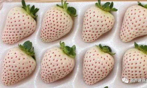 How to Determine the Freshness of White Strawberries:A Comprehensive Guide