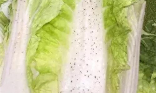 Unveiling the Mystery Behind the Black Specks on Cabbage Leaves:A Comprehensive Guide