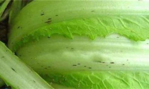 Unveiling the Mystery Behind the Black Specks on Cabbage Leaves:A Comprehensive Guide