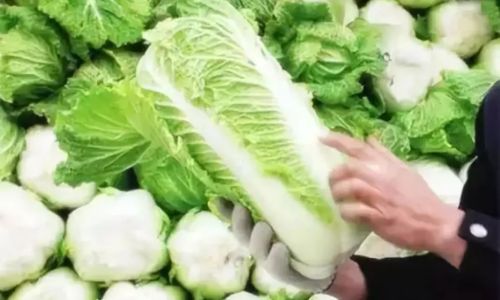 Unveiling the Mystery Behind the Black Specks on Cabbage Leaves:A Comprehensive Guide