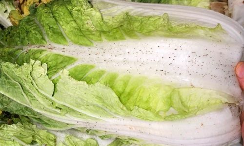 Unveiling the Mystery Behind the Black Specks on Cabbage Leaves:A Comprehensive Guide