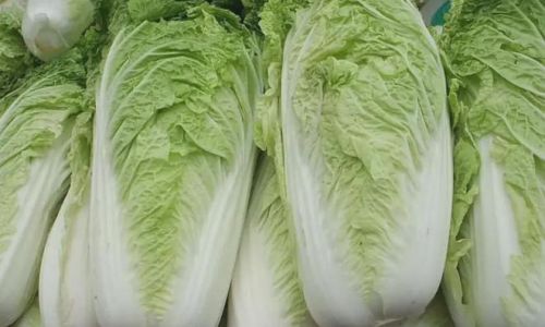 The Art of Drying Cabbage:A Comprehensive Guide to Preserving This Nutritious Vegetable