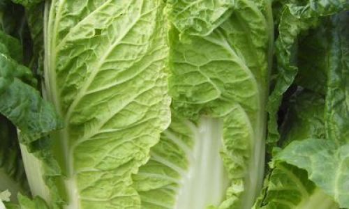 The Versatile and Nutrient-Rich Chinese Cabbage:Exploring Culinary Delights and Health Benefits