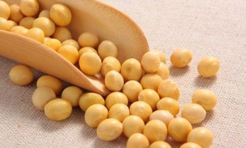A Culinary Exploration of Agaricus blazei:Delicious Ways to Prepare and Enjoy Brazilian Mushrooms