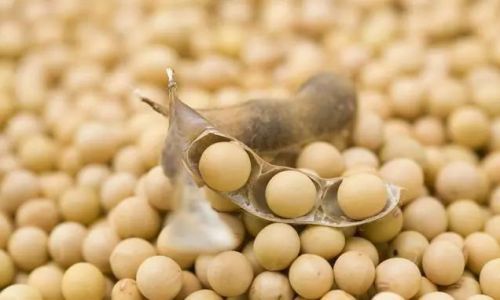 A Culinary Exploration of Agaricus blazei:Delicious Ways to Prepare and Enjoy Brazilian Mushrooms