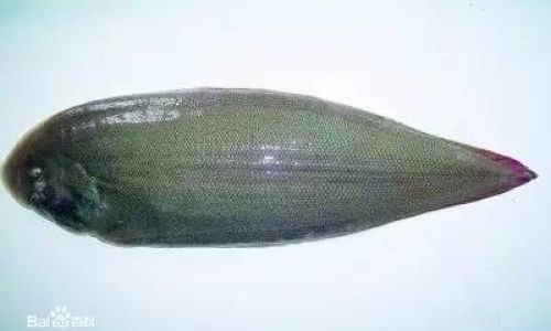 The Distinctive Differences Between Basa Fish and Sole Fish:A Comprehensive Guide