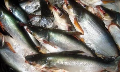 A Culinary Exploration of Basa Fish:From Preparation to Gourmet Presentation