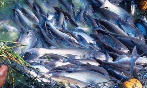 A Culinary Exploration of Basa Fish:From Preparation to Gourmet Presentation