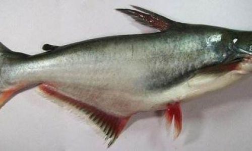 Basa Fish vs.Sole Fish:Unraveling the Misconceptions and Distinguishing Characteristics