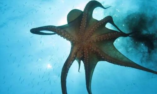 The Biomechanical Marvel:How Octopuses Produce and Release Ink Without Damaging Their Ink Sacs